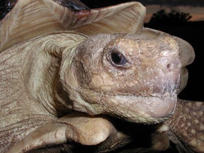 Tortoise at dusk